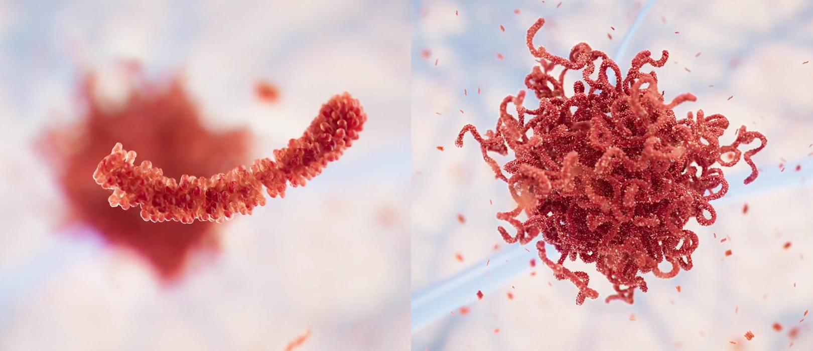 Protofibriller_Plack